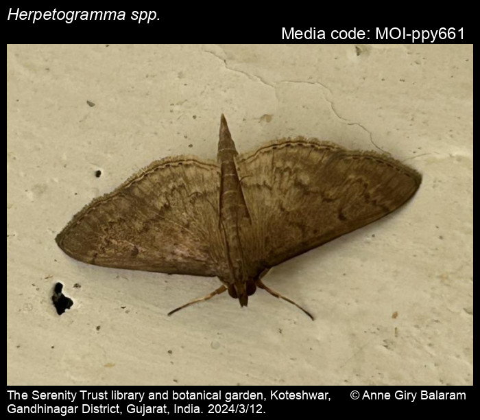 Herpetogramma spp. Lederer, 1863 Moths